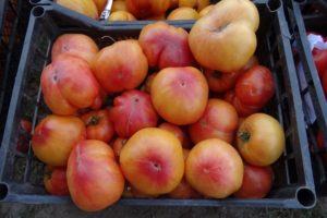 Big Rainbow domates çeşidinin tanımı, özellikleri ve verimliliği