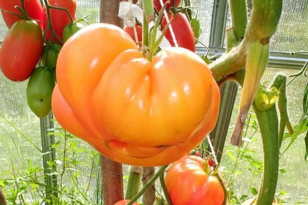 rajčatová vůně
