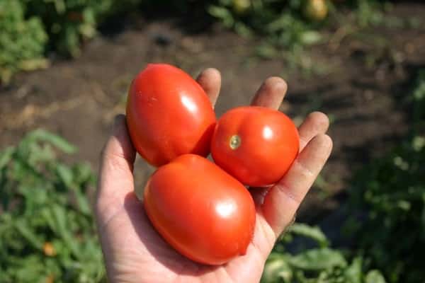 paradajkový bonaparte
