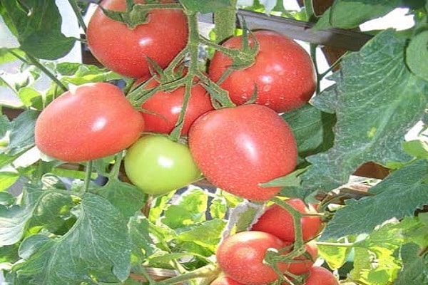 omzoomde tomaten