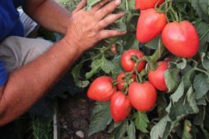 Beschrijving van de tomatenvariëteit Bonaparte, zijn kenmerken en teelt