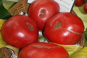 Opis odrody paradajok Boyarynya F1, znaky pestovania a starostlivosti