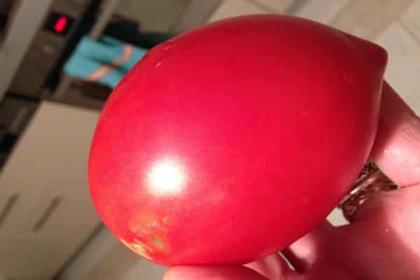 vzhľad paradajky Darenka