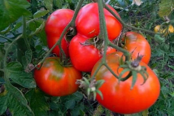 Deliciosus paradajka