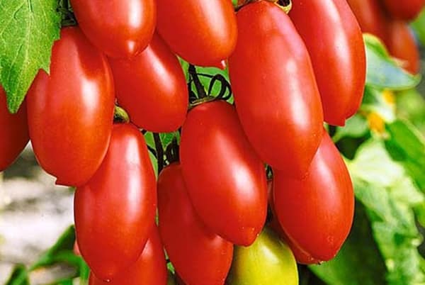 arbustos de tomate azúcar dedos