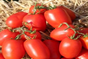 Beskrivning av tomatsorten Dino f1, funktioner för odling och avkastning