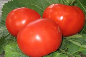 Popis odrůdy baculatých rajčat, rysů pěstování a výnosu