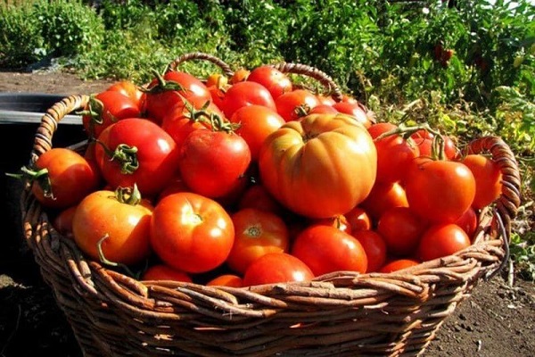 das Gewicht der Tomaten