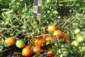 Itin anksti prinokusių pomidorų veislės „Filippok“ aprašymas ir priežiūros ypatybės