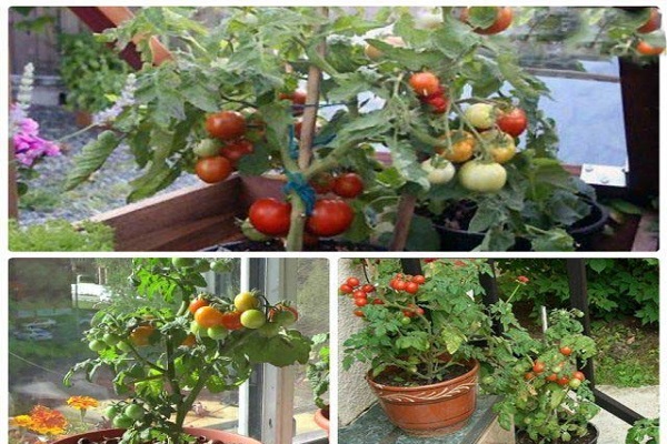 Tomaten Filipok