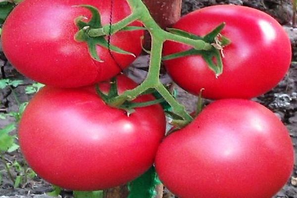 Beskrivning av tomatsorten Griffin f1, dess egenskaper och odling
