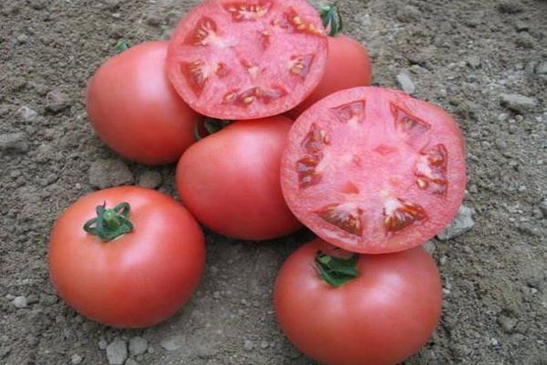 tomate grifo