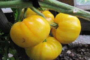 Kazachstano geltonųjų pomidorų veislės, jų derlingumo ir auginimo aprašymas