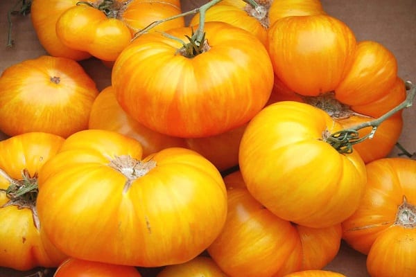 Kazakstanin keltaisen tomaattilajikkeen kuvaus, sato ja viljely