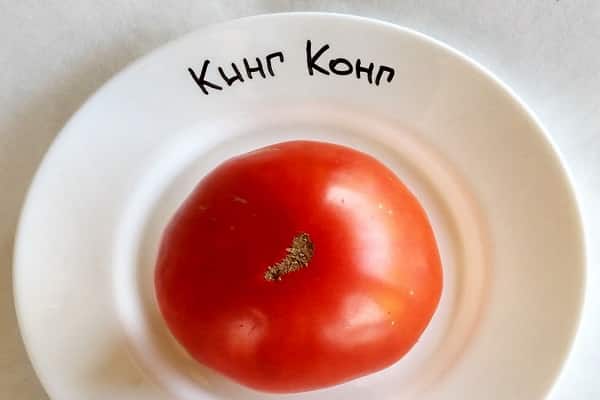 variedad de tomate