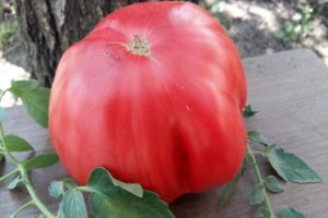 Beschrijving van de tomatenvariëteit King Kong, kenmerken van teelt en verzorging