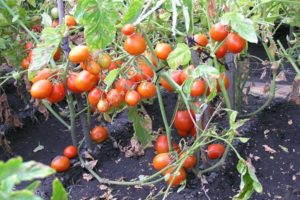 Pomidorų veislės „Kmicits“ aprašymas, priežiūros ypatybės ir derlius