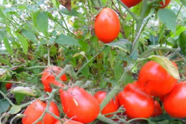 paradajkové Kmicits