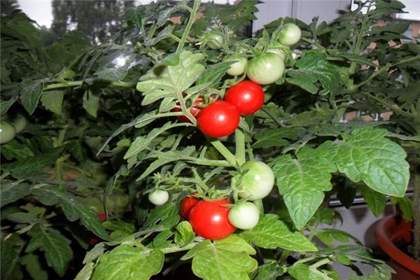 tlačidlo paradajky