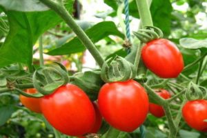 Pomidorų veislės mygtuko aprašymas, jo savybės ir derlius