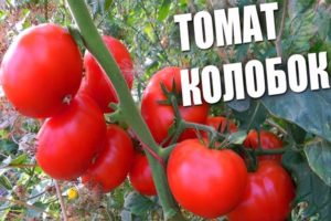 Beskrivning av tomatsorten Kolobok, dess egenskaper och utbyte