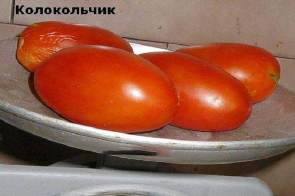 tomātu stādi
