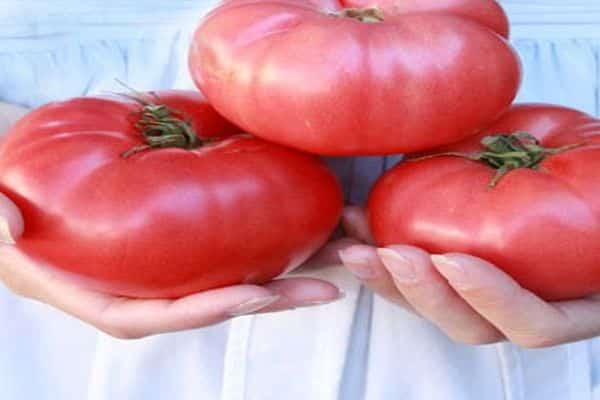 paradajky v ruke