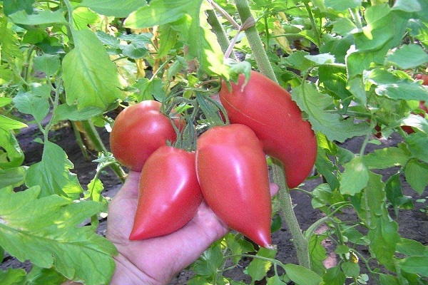 Koreansk tomat