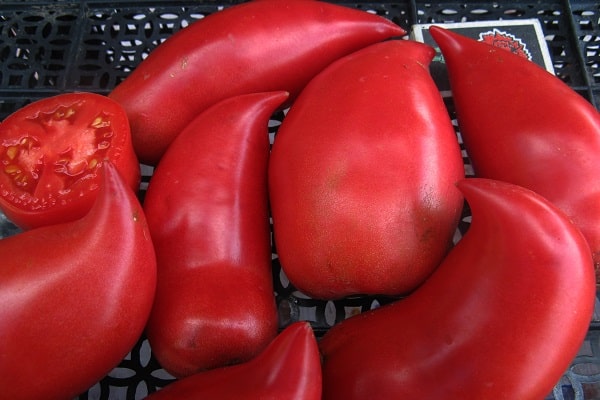 langfruchtige Tomate