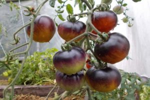 Pomidorų veislės raudonosios anglys apibūdinimas, jos savybės ir produktyvumas