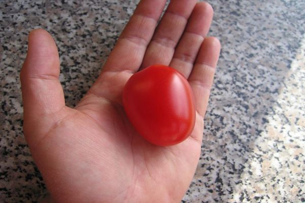 paleta de tomate