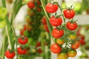 Madeiros pomidorų veislės aprašymas, auginimo ir priežiūros ypatybės