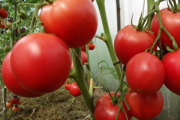 tomat markiser