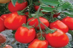 وصف مجموعة الطماطم Maryushka ، وميزات الزراعة والرعاية