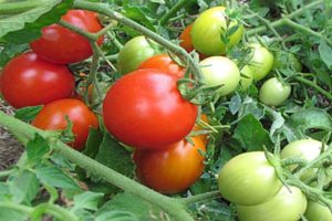 Opis odmiany pomidora Milashka, jej właściwości i plon