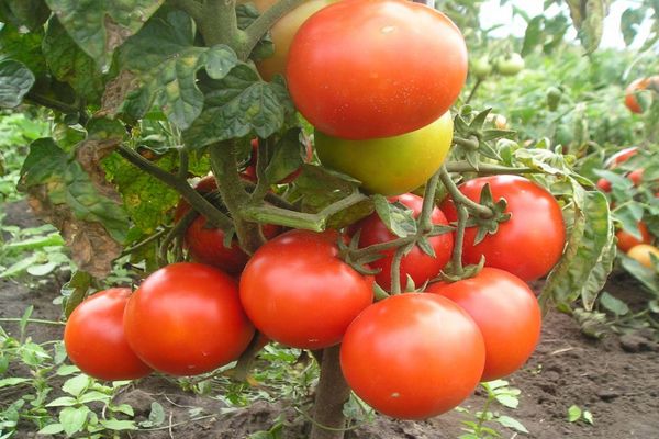 mignonne tomate