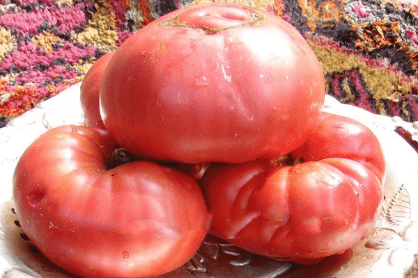 tomatmillionær