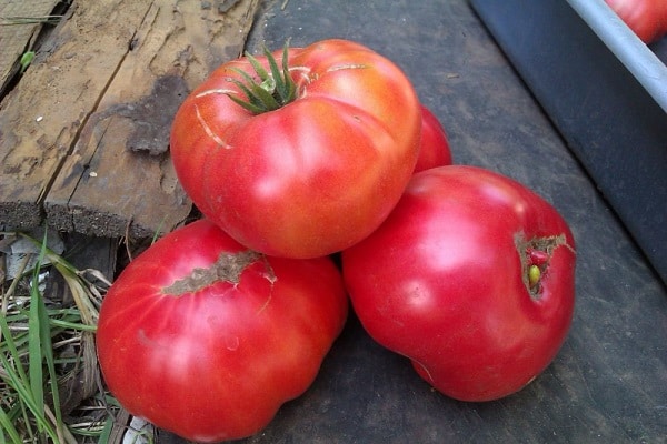 tomaten worden gezaaid