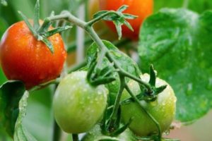 Pomidorų veislės „Natali“ veislės aprašymas, auginimo ir priežiūros ypatumai