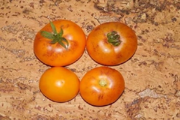 paradajková pomaranč