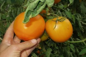 A narancssárga paradicsomfajta leírása, jellemzői és termelékenysége
