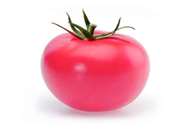 pandarose tomaat