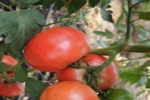 Beskrivelse af tomatvariet Pandarosa, funktioner i dyrkning og pleje