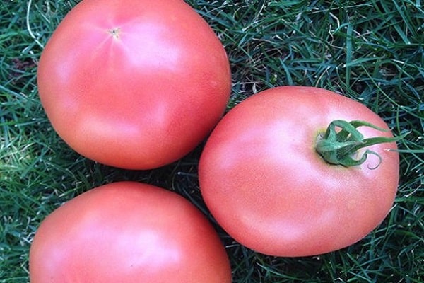 liek tomātus