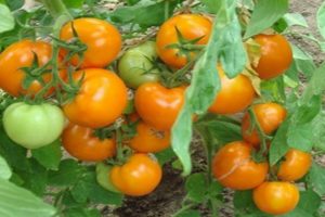 Description of the tomato variety Persian fairy tale, its characteristics and productivity