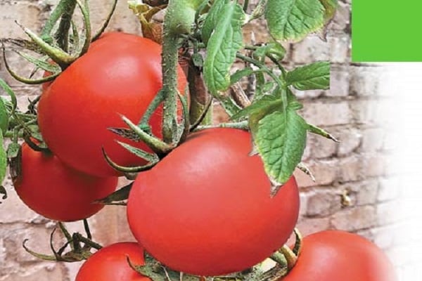 Tomatengeschenk