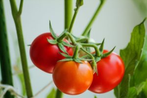 Opis odrody darčekových paradajok, jej vlastnosti a produktivita