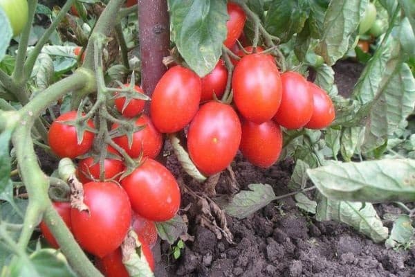 tomate travailleur acharné