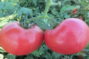 Beschreibung der Tomatensorte Rosalisa, ihrer Eigenschaften und ihres Anbaus