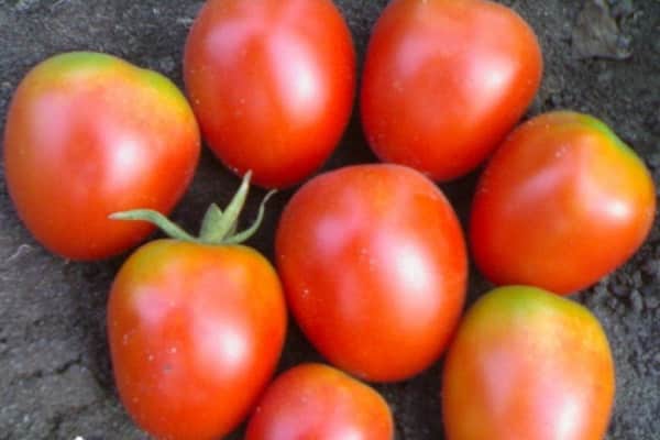 tomates carnosos